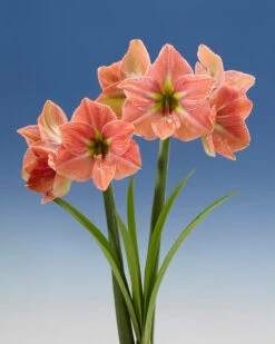 Amaryllis 'Terra Cotta Star' 17 Amaryllis 'Terra Cotta Star' -Beauty Flowers Shop amaryllis terra cotta star 7