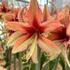 Amaryllis 'Wild Amazone' 1 Amaryllis 'Wild Amazone' -Beauty Flowers Shop amaryllis wild amazone 00