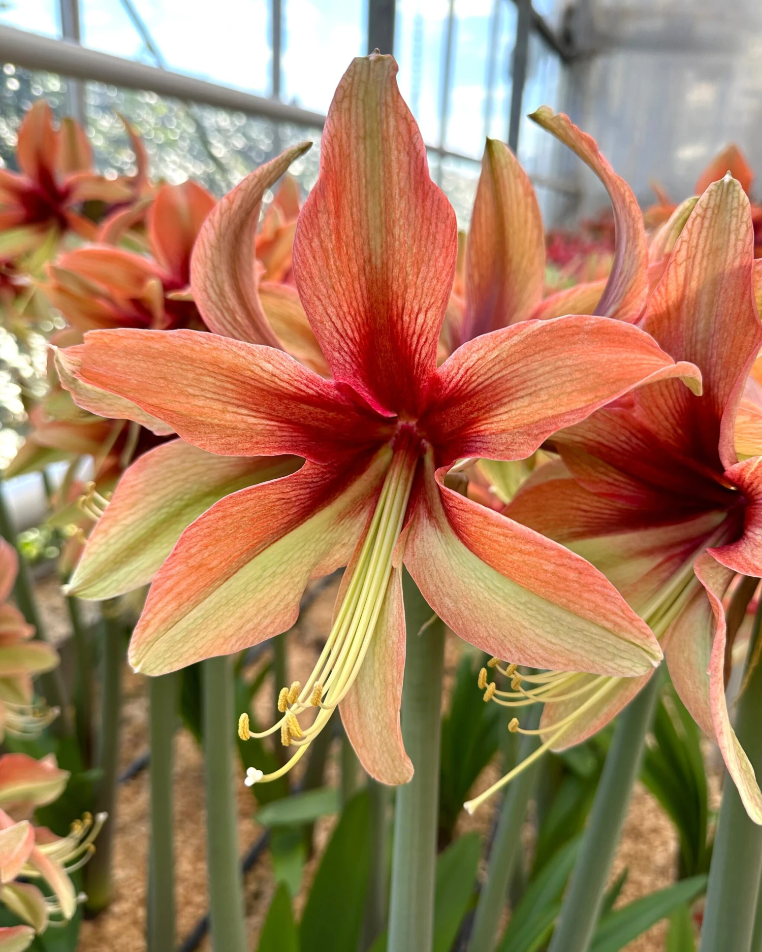 Amaryllis 'Wild Amazone' 3 Amaryllis 'Wild Amazone'