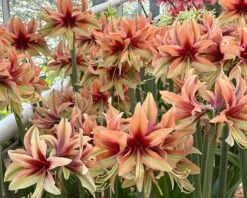 Amaryllis 'Wild Amazone' 16 Amaryllis 'Wild Amazone' -Beauty Flowers Shop amaryllis wild amazone 000