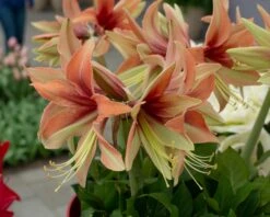 Amaryllis 'Wild Amazone' 17 Amaryllis 'Wild Amazone' -Beauty Flowers Shop amaryllis wild amazone 1