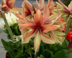 Amaryllis 'Wild Amazone' 22 Amaryllis 'Wild Amazone' -Beauty Flowers Shop amaryllis wild amazone 2
