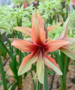 Amaryllis 'Wild Amazone' 20 Amaryllis 'Wild Amazone' -Beauty Flowers Shop amaryllis wild amazone 4