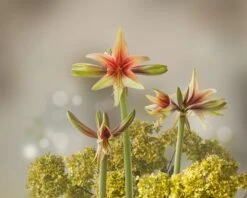Amaryllis 'Wild Amazone' 23 Amaryllis 'Wild Amazone' -Beauty Flowers Shop amaryllis wild amazone 5