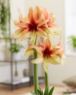 Amaryllis 'Wild Amazone' 19 Amaryllis 'Wild Amazone' -Beauty Flowers Shop amaryllis wild amazone 6