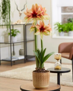 Amaryllis 'Wild Amazone' 15 Amaryllis 'Wild Amazone' -Beauty Flowers Shop amaryllis wild amazone 8