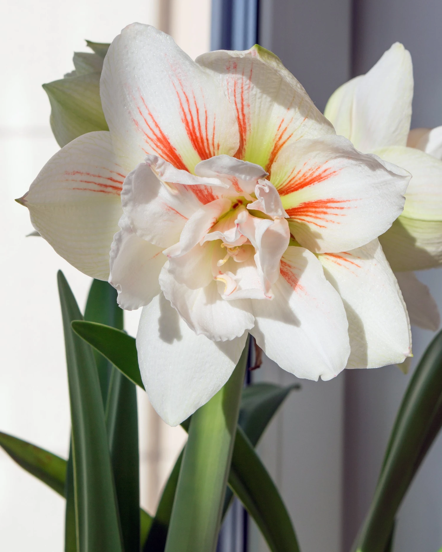 Amaryllis 'Nymph' 3 Amaryllis 'Nymph'