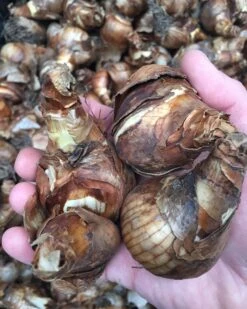 Narcissus 'Bridal Crown' 19 Narcissus 'Bridal Crown' -Beauty Flowers Shop bridalcrown ex2