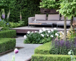 Paeonia 'Shirley Temple' 11 Paeonia 'Shirley Temple' -Beauty Flowers Shop chelsea flower show look