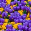 Crocus Collection 'Del Piero' -Beauty Flowers Shop collection crocus geel blue 1