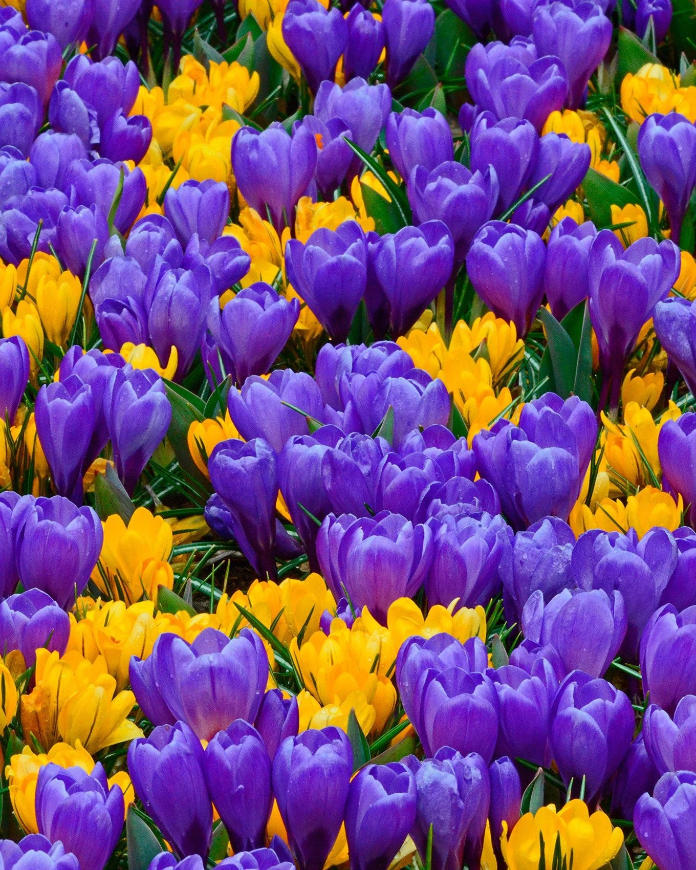 Crocus Collection 'Del Piero' 3 Crocus Collection 'Del Piero'