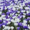 Crocus Collection 'Match Of The Day' 1 Crocus Collection 'Match Of The Day' -Beauty Flowers Shop collection crocus white blue 1