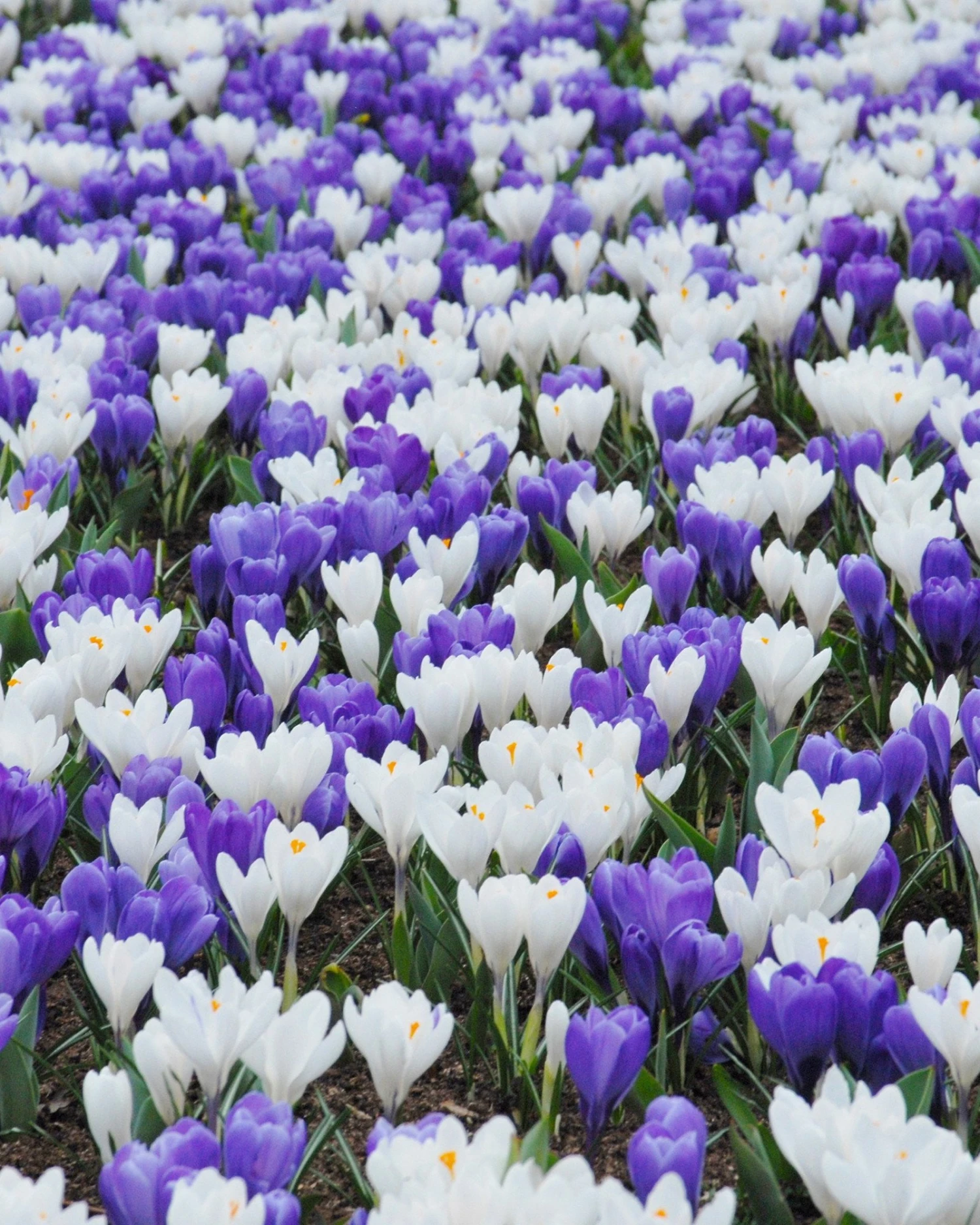 Crocus Collection 'Match Of The Day' 3 Crocus Collection 'Match Of The Day'