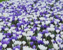 Crocus Collection 'Match Of The Day' 11 Crocus Collection 'Match Of The Day' -Beauty Flowers Shop collection crocus white blue 2