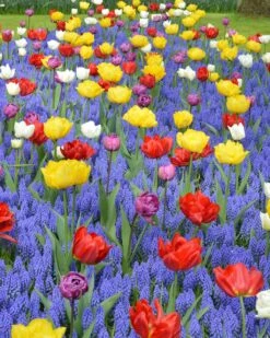 Collection 'Floating Doubles'