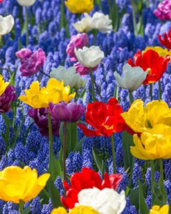 Collection 'Floating Doubles' 9 Collection 'Floating Doubles' -Beauty Flowers Shop collection floating doubles 3