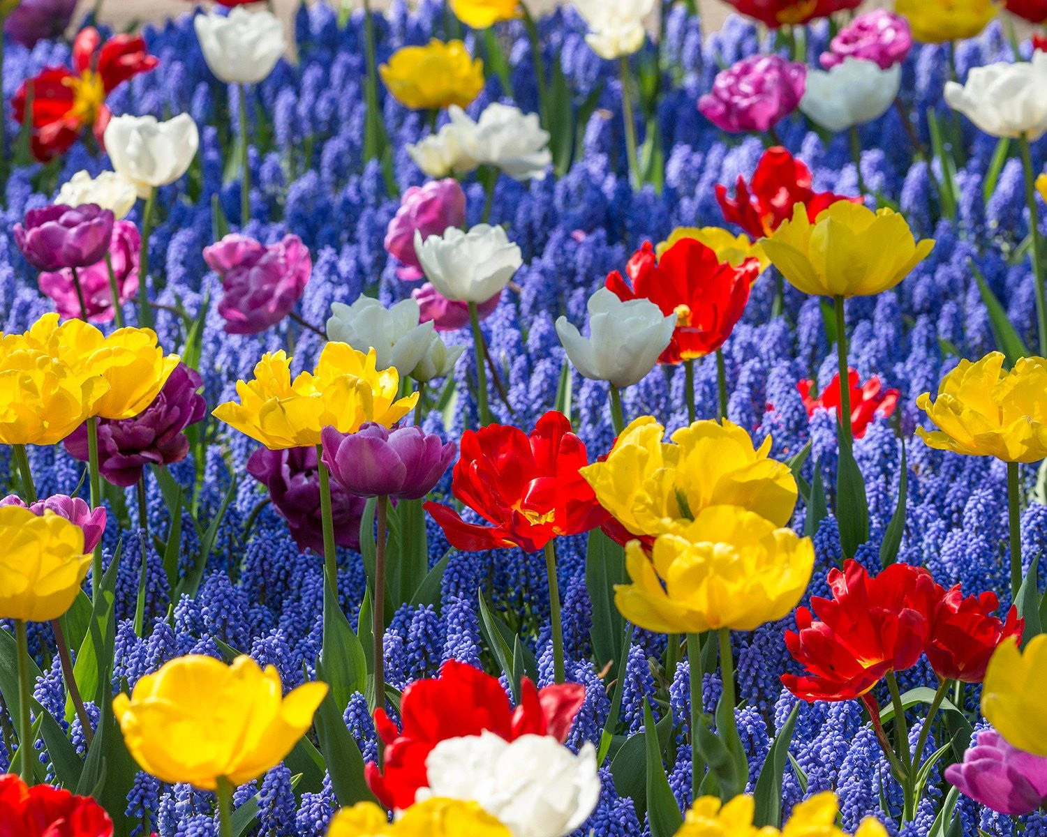 Collection 'Floating Doubles' 4 Collection 'Floating Doubles' - Image 2