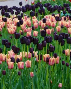 Tulip Collection 'Night & Day' 11 Tulip Collection 'Night & Day' -Beauty Flowers Shop collection foxx queen night 1