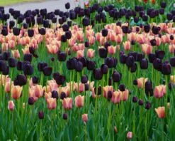 Tulip Collection 'Night & Day' 15 Tulip Collection 'Night & Day' -Beauty Flowers Shop collection foxx queen night 2
