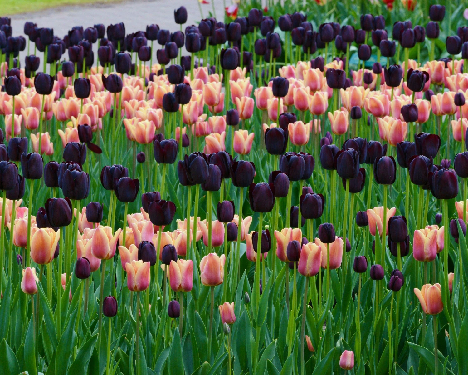 Tulip Collection 'Night & Day' 9 Tulip Collection 'Night & Day' - Image 7