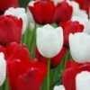 Tulip Collection 'Royal Style' 2 Tulip Collection 'Royal Style' -Beauty Flowers Shop collection red white tulips 1