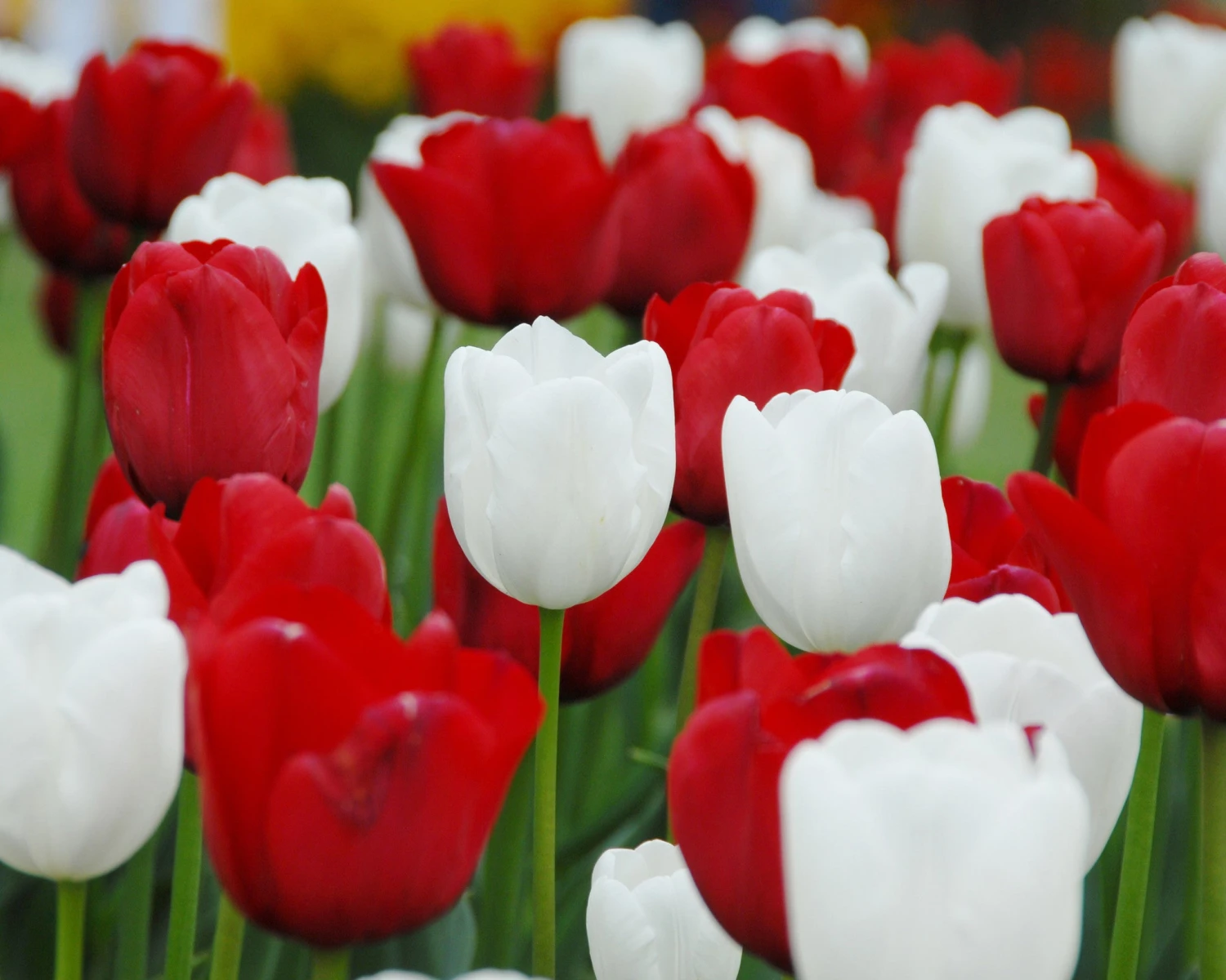 Tulip Collection 'Royal Style' 4 Tulip Collection 'Royal Style' - Image 2