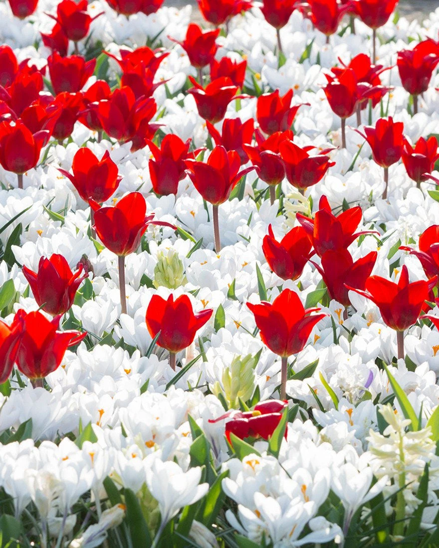 Collection 'Penny Lane' 2 Collection 'Penny Lane'