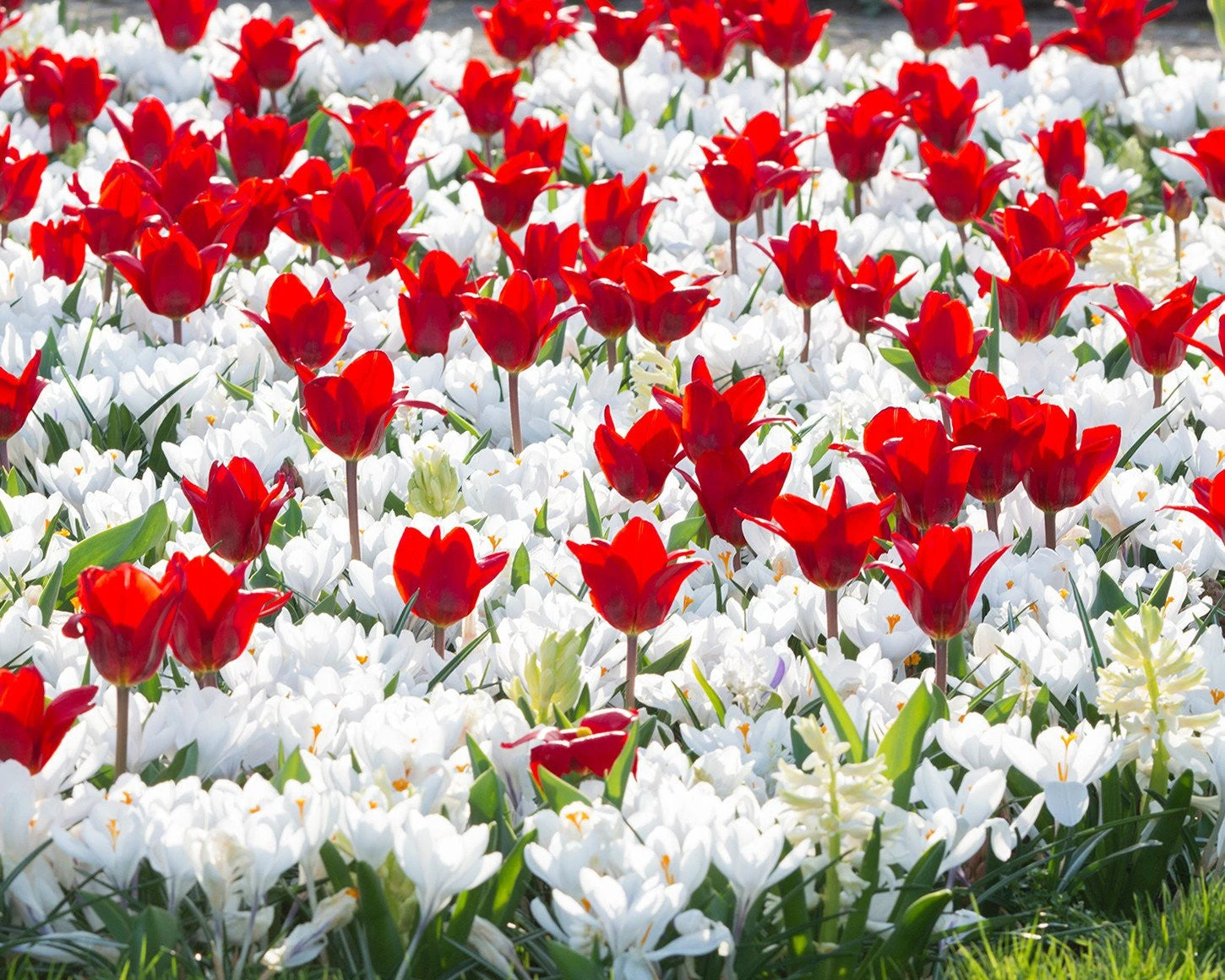 Collection 'Penny Lane' 3 Collection 'Penny Lane' - Image 2