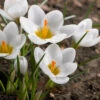 Crocus 'Ard Schenk' 1 Crocus 'Ard Schenk' -Beauty Flowers Shop crocus ard schenk 0
