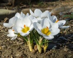 Crocus 'Ard Schenk' -Beauty Flowers Shop crocus ard schenk 02