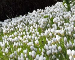 Crocus 'Ard Schenk' -Beauty Flowers Shop crocus ard schenk 3