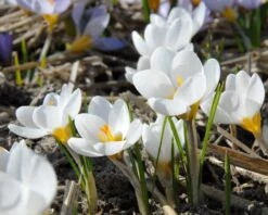 Crocus 'Ard Schenk' -Beauty Flowers Shop crocus ard schenk 4