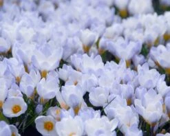Crocus 'Blue Pearl' 9 Crocus 'Blue Pearl' -Beauty Flowers Shop crocus blue pearl 2