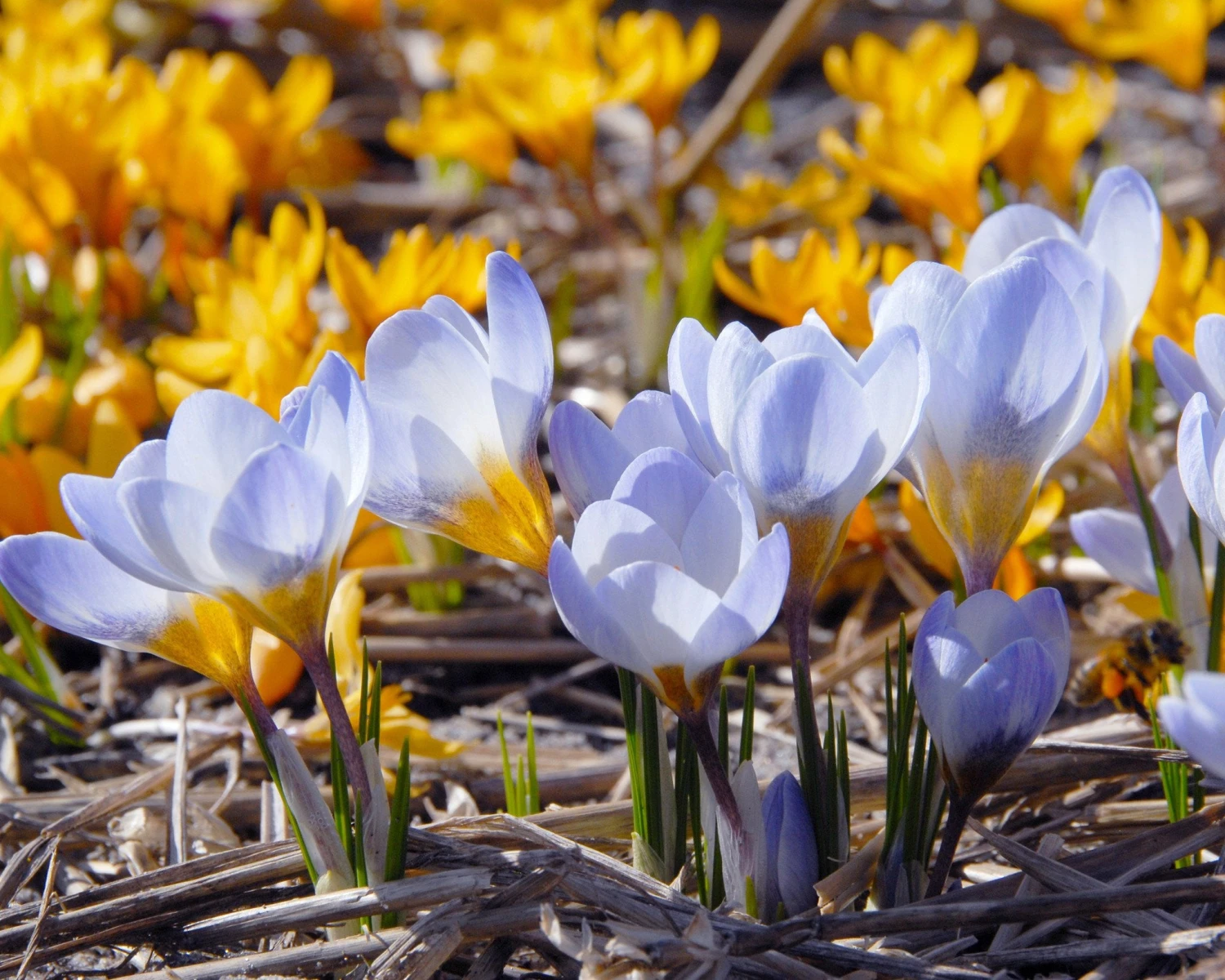 Crocus 'Blue Pearl' 4 Crocus 'Blue Pearl' - Image 2