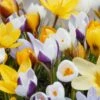 Crocus 'Botanical Mixed' 1 Crocus 'Botanical Mixed' -Beauty Flowers Shop crocus botanical mixed 1