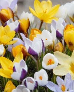 Featured Products 9 Crocus 'Botanical Mixed'