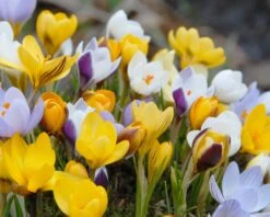 Crocus 'Botanical Mixed' 7 Crocus 'Botanical Mixed' -Beauty Flowers Shop crocus botanical mixed 4