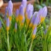 Crocus Sieberi 'Firefly' 1 Crocus Sieberi 'Firefly' -Beauty Flowers Shop crocus firefly 1