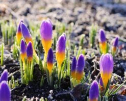 Crocus Sieberi 'Firefly' 15 Crocus Sieberi 'Firefly' -Beauty Flowers Shop crocus firefly 1 6b3981c2 4029 4c88 947d c443f69d0d3b