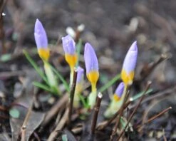 Crocus Sieberi 'Firefly' 16 Crocus Sieberi 'Firefly' -Beauty Flowers Shop crocus firefly 2 5e128de0 252b 4154 a85b b7afb0774808