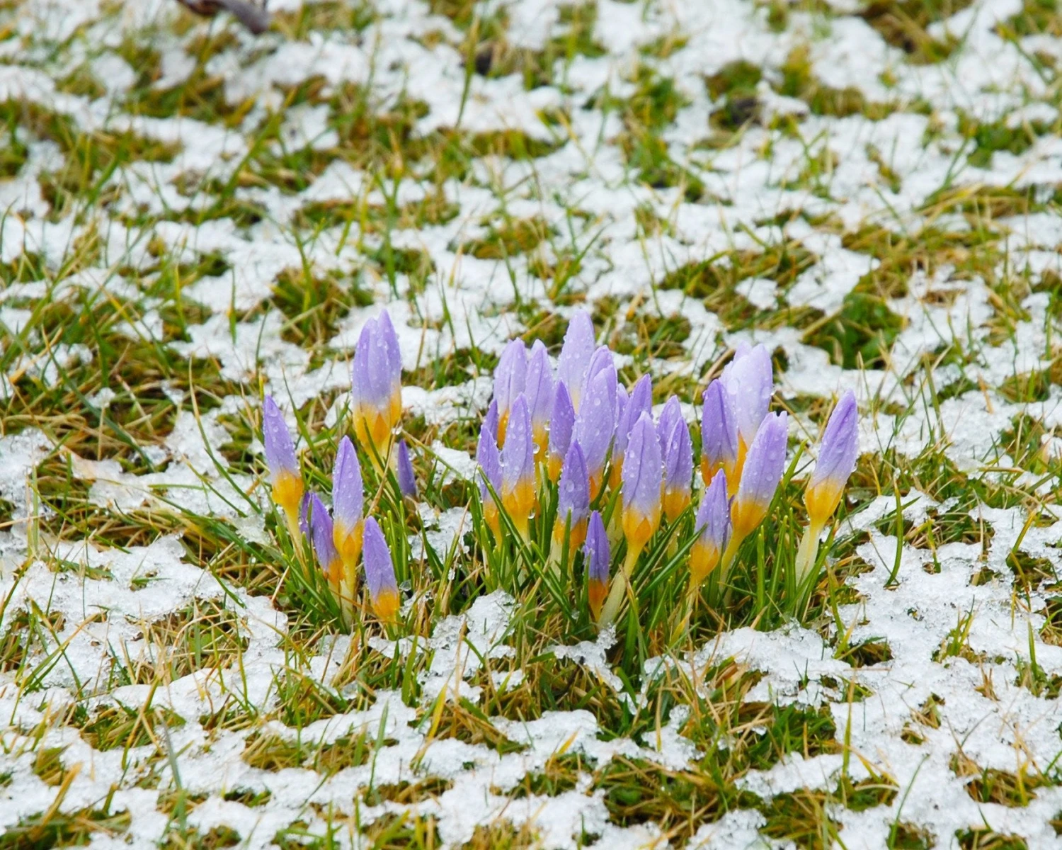 Crocus Sieberi 'Firefly' 4 Crocus Sieberi 'Firefly' - Image 2