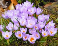 Crocus Sieberi 'Firefly' 18 Crocus Sieberi 'Firefly' -Beauty Flowers Shop crocus firefly 4