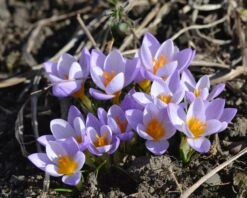 Crocus Sieberi 'Firefly' 21 Crocus Sieberi 'Firefly' -Beauty Flowers Shop crocus firefly 4 796587b6 1836 48da 9937 5625336df351