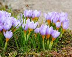 Crocus Sieberi 'Firefly' 19 Crocus Sieberi 'Firefly' -Beauty Flowers Shop crocus firefly 5