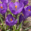 Crocus 'Flower Record' -Beauty Flowers Shop crocus flower record 0