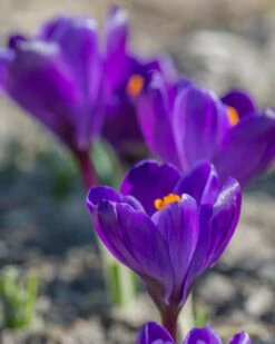 Crocus 'Flower Record' -Beauty Flowers Shop crocus flower record 1