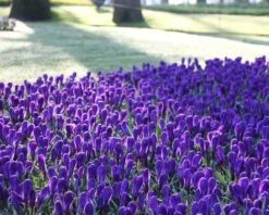 Crocus 'Flower Record' -Beauty Flowers Shop crocus flower record 1 bb00c938 1f4b 43f0 838e f160ce5d3447