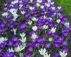 Crocus 'Flower Record' -Beauty Flowers Shop crocus flower record 2