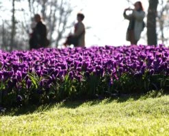 Crocus 'Flower Record' -Beauty Flowers Shop crocus flower record 2 1e16093b a465 4a0e a6db 4721f6aa44d4