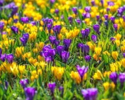 Crocus 'Flower Record' -Beauty Flowers Shop crocus flower record 3